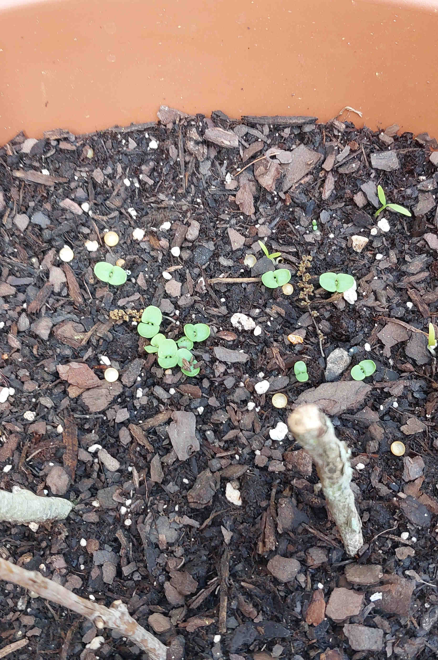 Cilantro plant