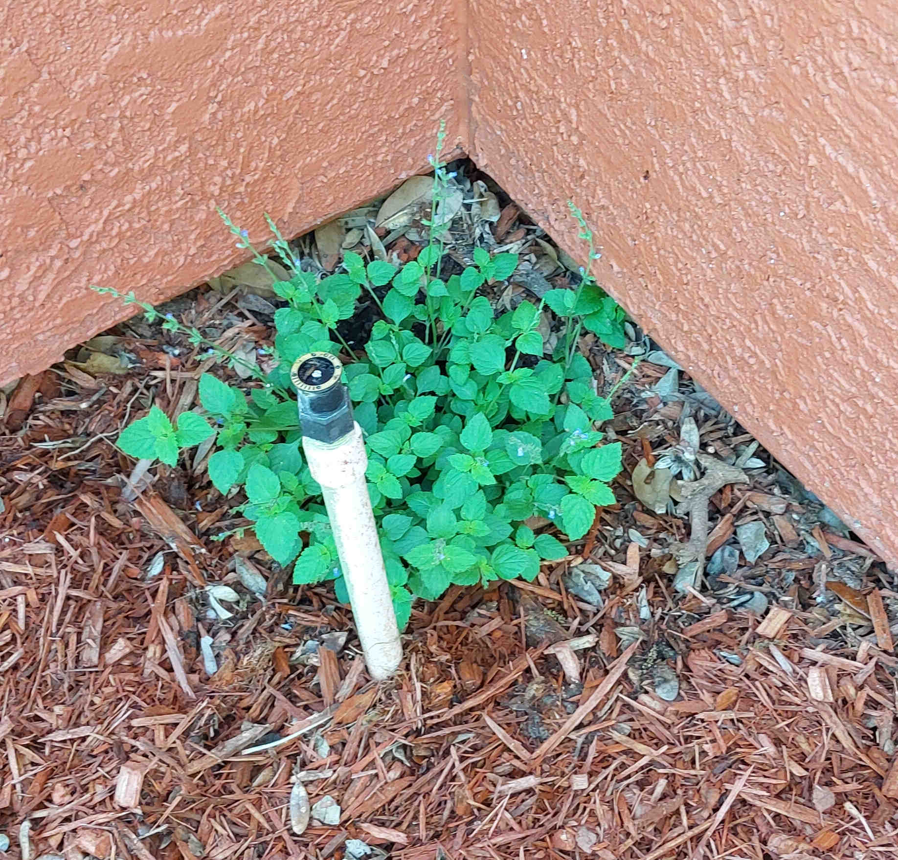 Creeping Sage plant