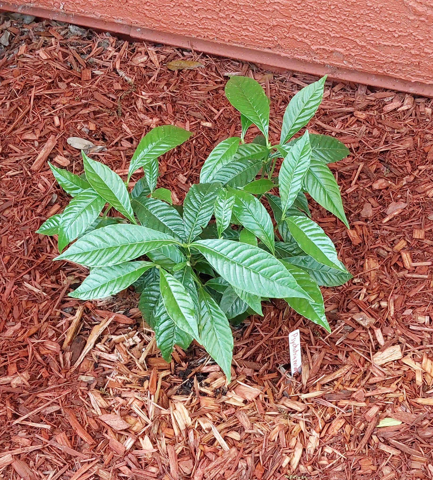 Dwarf Coffee plant