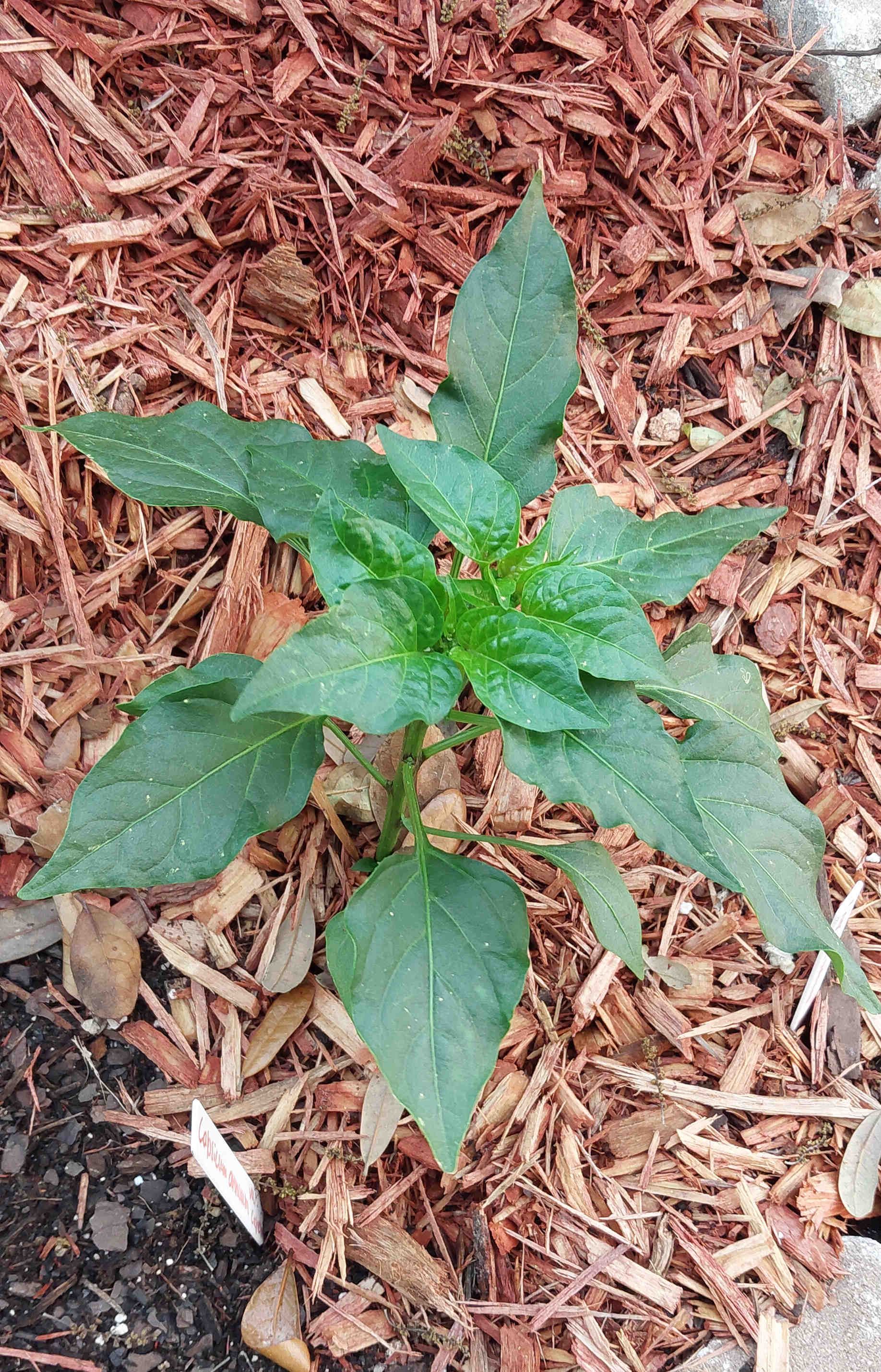 Jalapeño plant