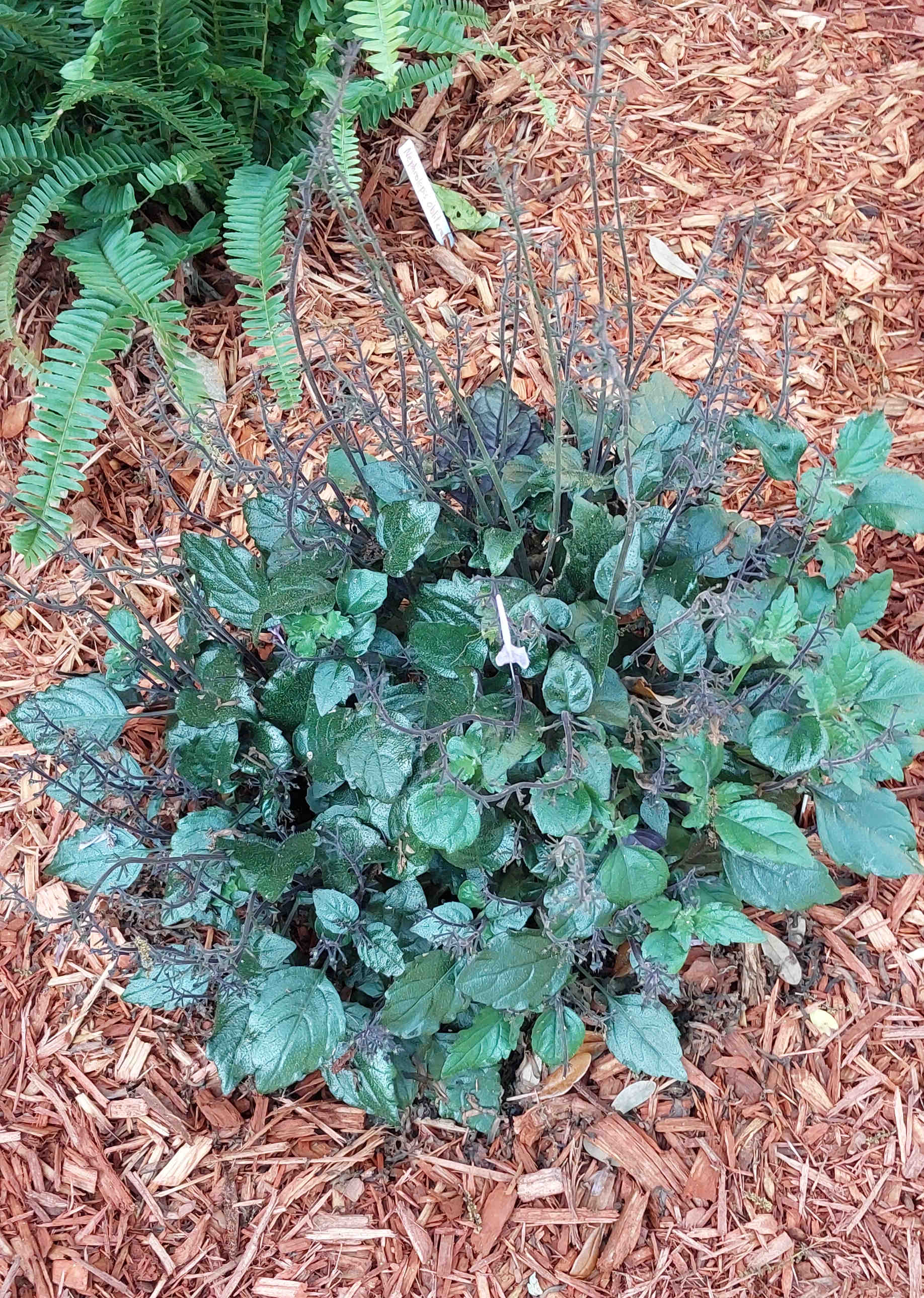 Plectranthus plant