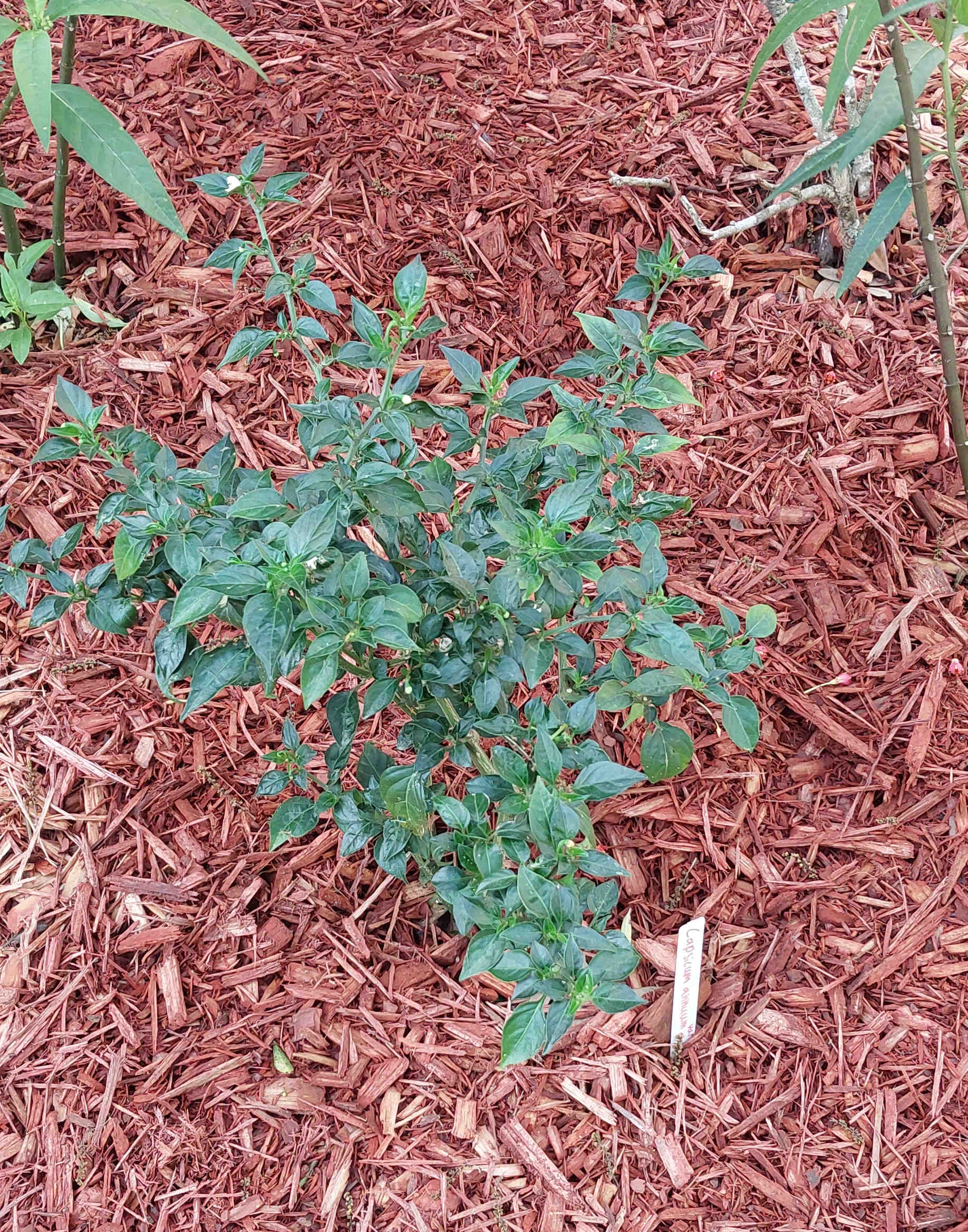 Bird Pepper plant