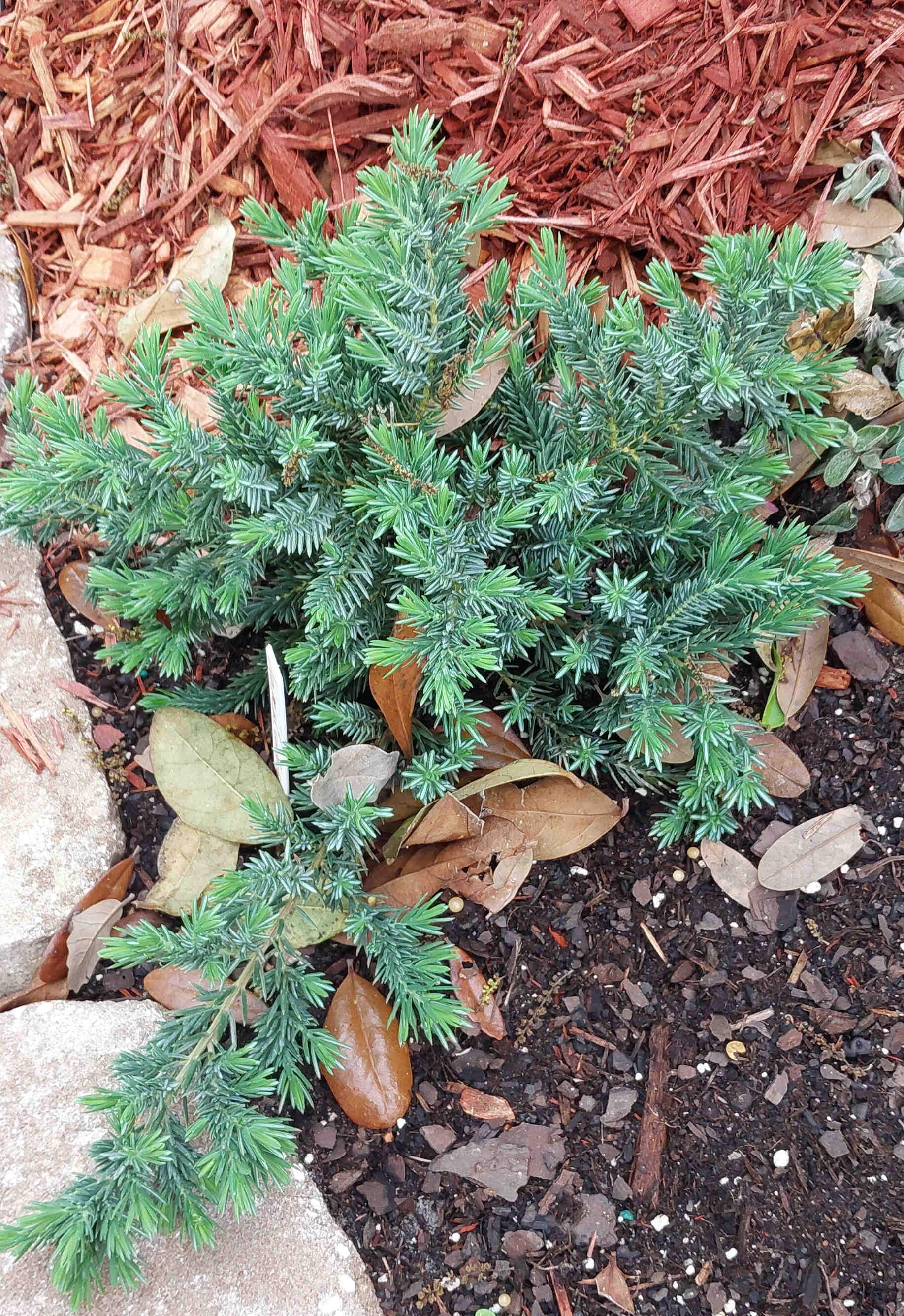 Blue Pacific Juniper plant