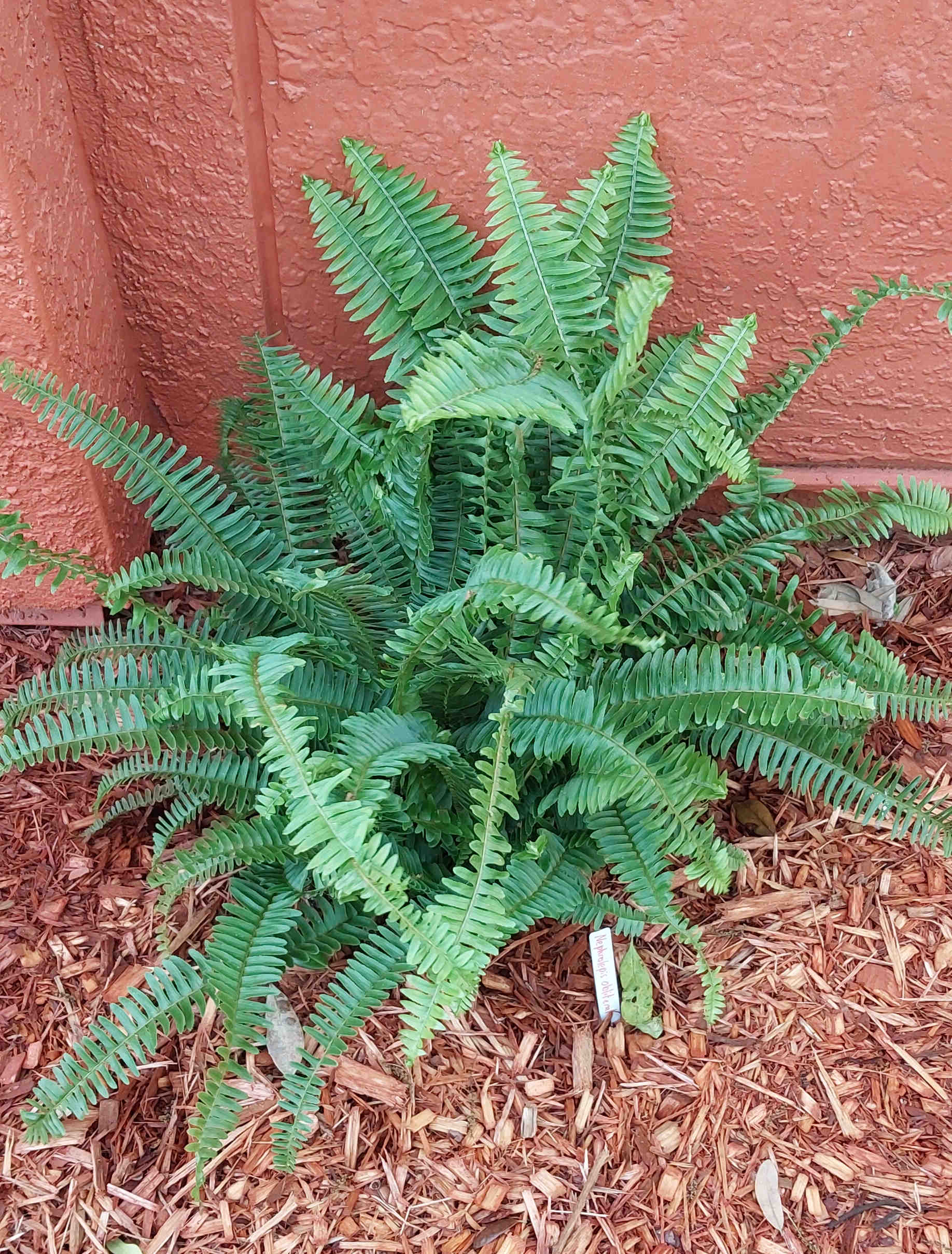 Fern plant