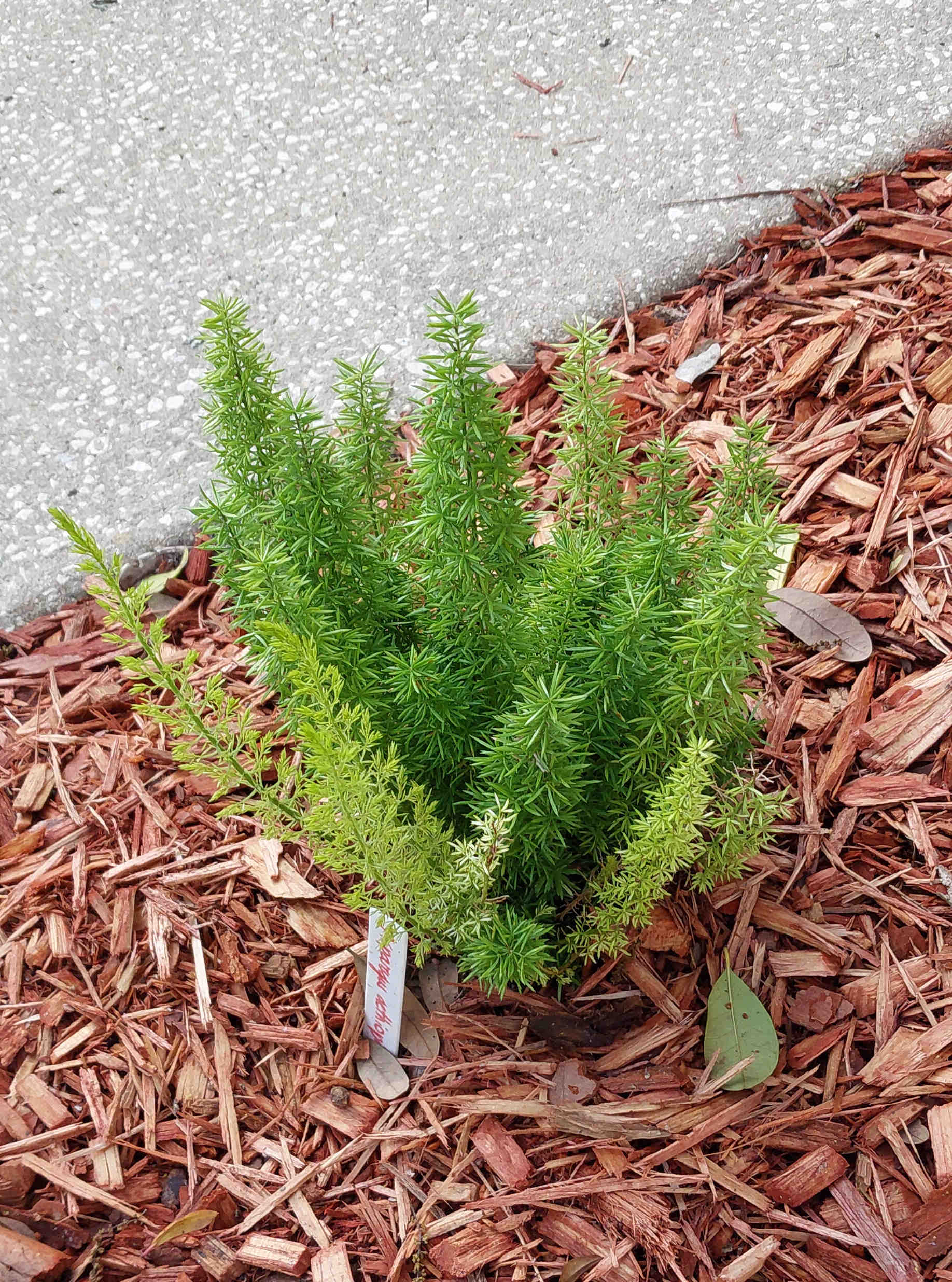 Foxtail Fern plant