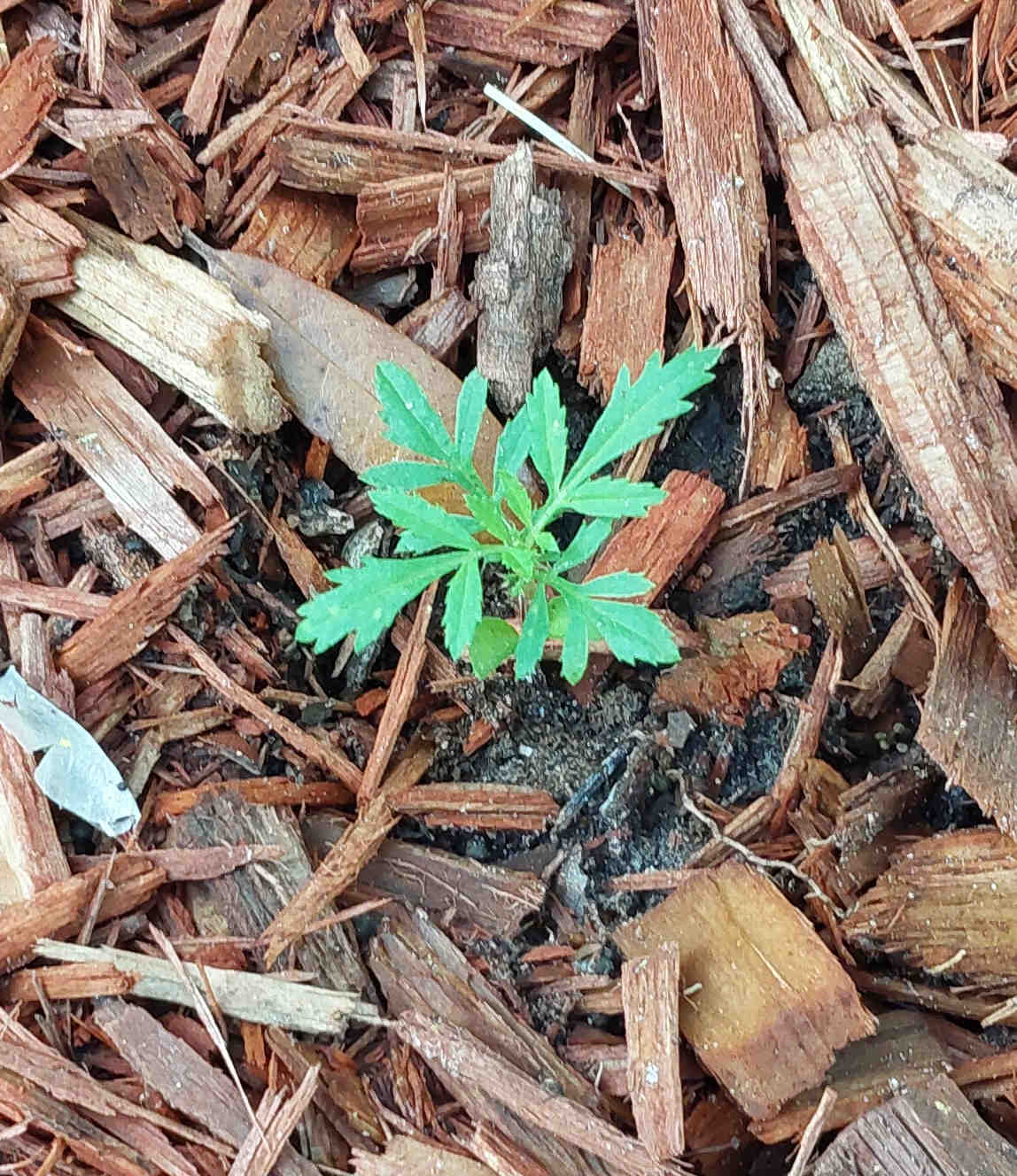 Marigold plant