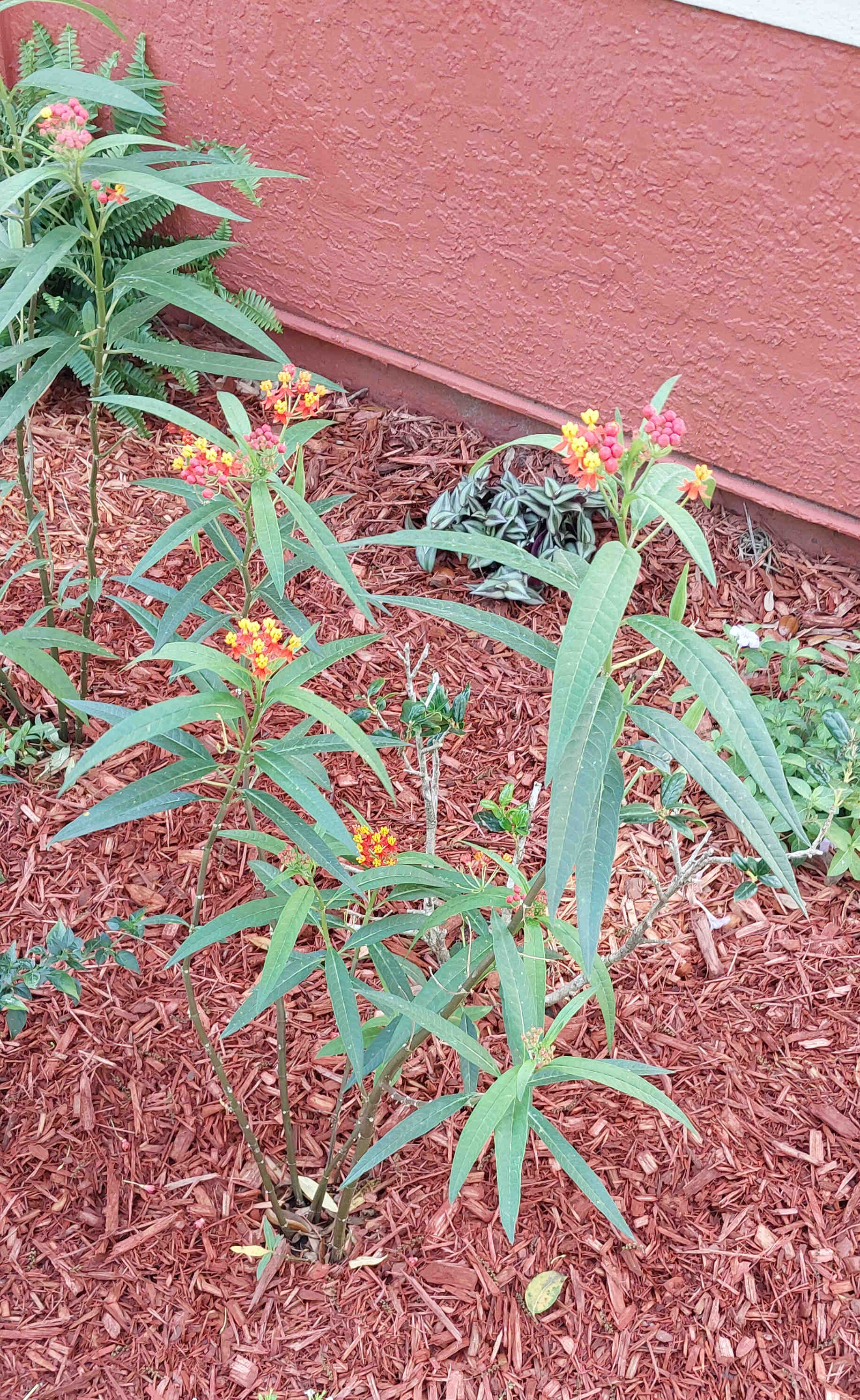 Tropical Milkweed plant