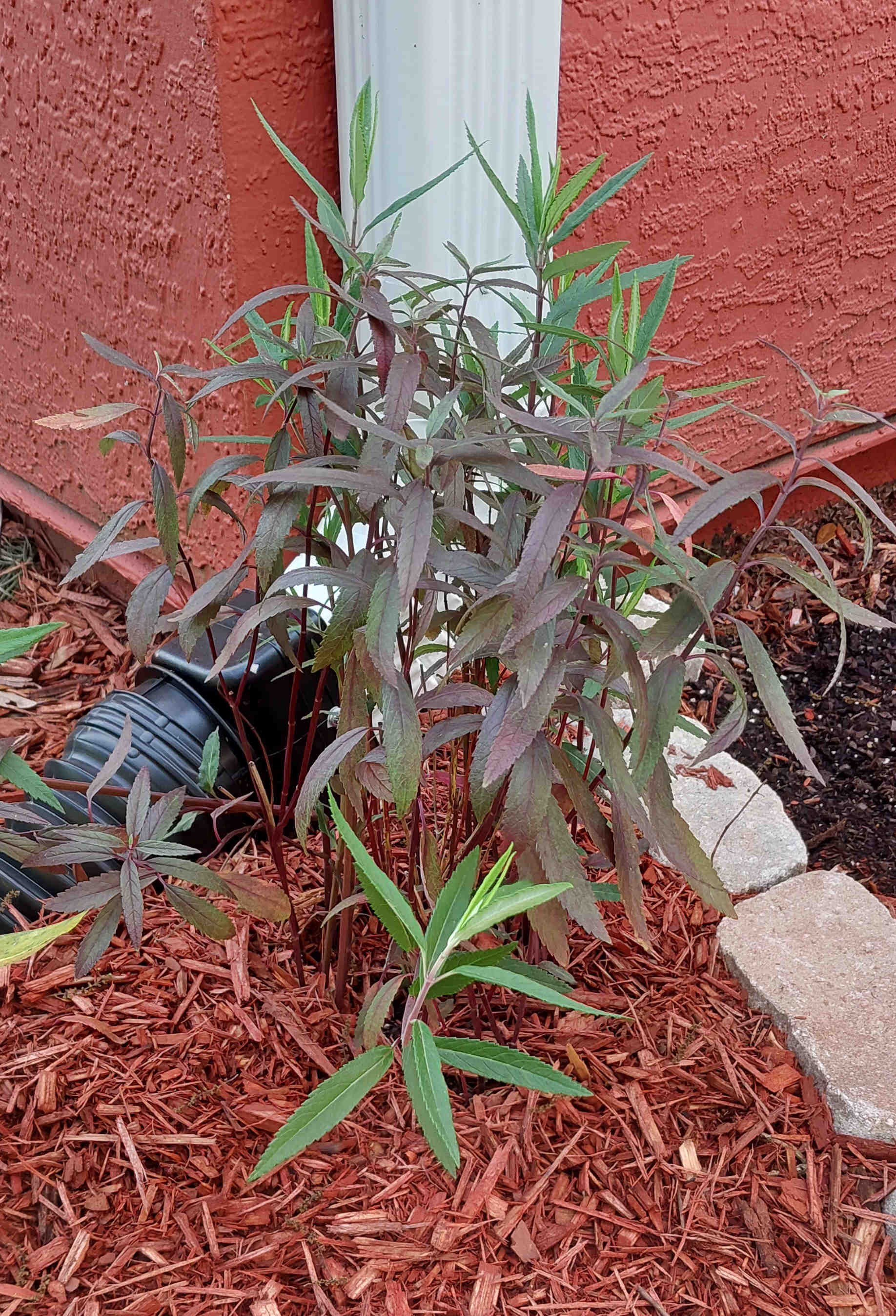 Wood Sage plant