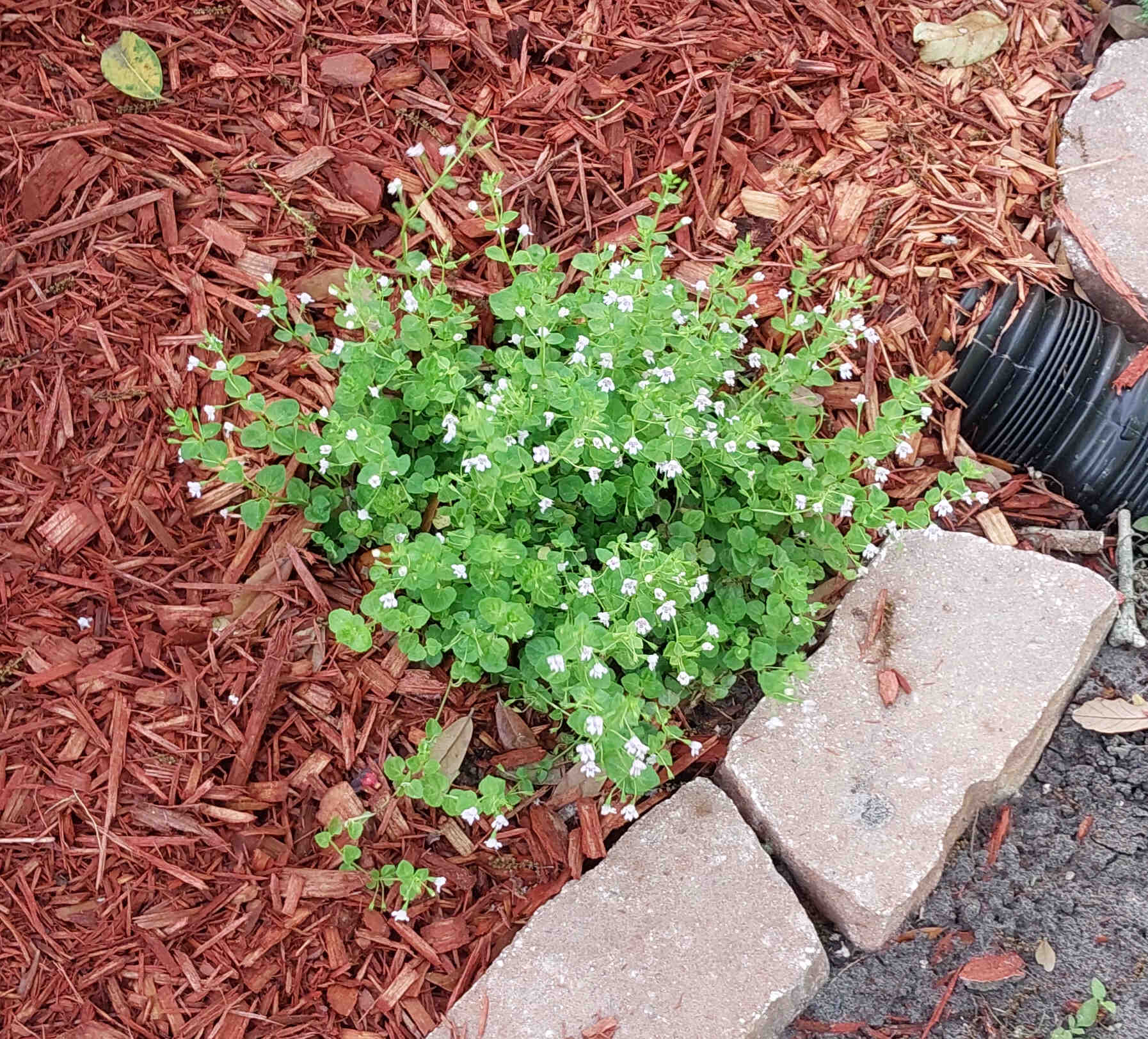 Browne's Savory plant