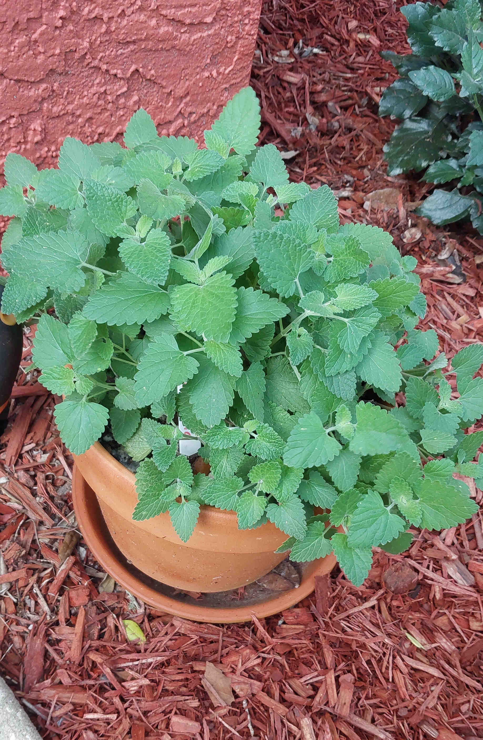 Catnip plant