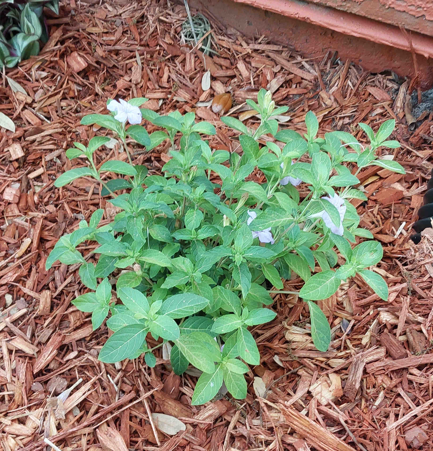 Petunia plant